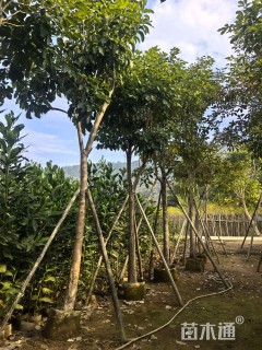 18公分红花风铃木