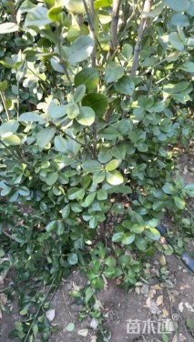 高度180厘米北海道黄杨小苗