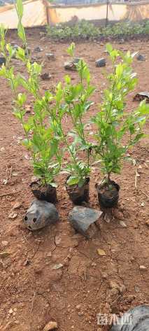 高度30厘米蓝雪花