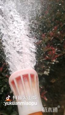 0.5公分红叶石楠