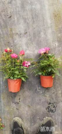 高度35厘米大花月季