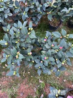 高度160厘米山茶花