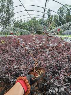 高度30厘米红花继木