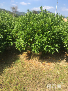 高度100厘米非洲茉莉