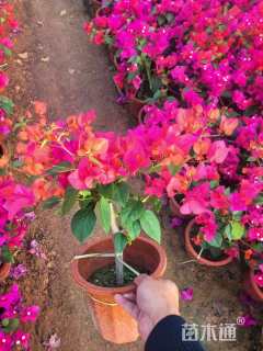 高度40厘米仙羽蔓绿绒