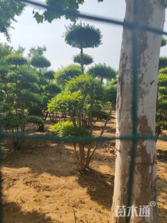 10公分造型小叶女贞