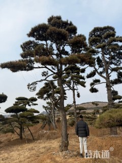 35公分造型油松