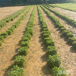 大叶油草