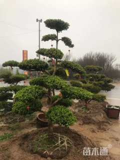 高度150厘米黄杨