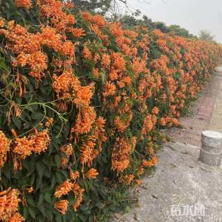 100厘米炮仗花
