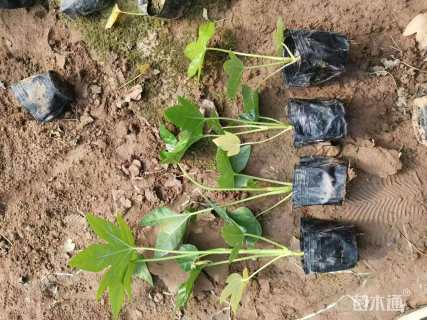 高度8厘米八角金盘