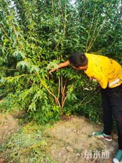 高度420厘米丛生茶条槭