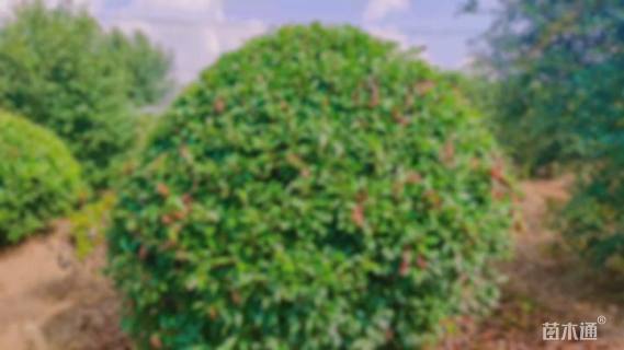 冠幅350厘米红叶石楠球