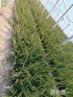 高度30厘米龙柏