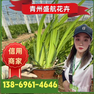 高度25厘米德国鸢尾