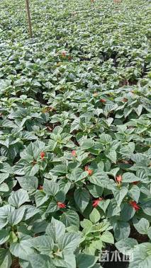 高度20厘米一串红