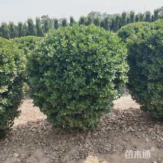 冠幅1.8厘米大叶黄杨球