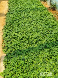 高度15厘米活血丹