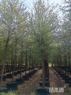 12公分弗吉尼亚栎