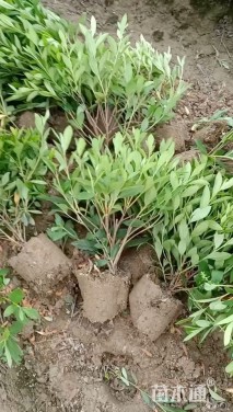 高度35厘米毛鹃