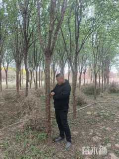 15公分暴马丁香