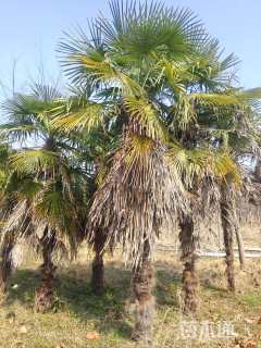 裸干高350厘米棕榈