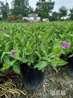 高度30厘米马鞭草
