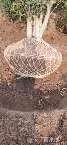 高度360厘米丛生桂花