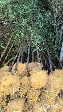 地栽苗紫竹