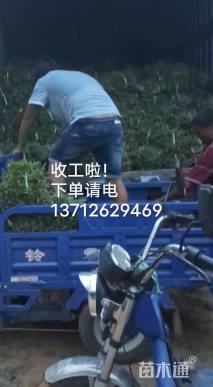 大叶油草
