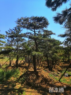 10公分造型松
