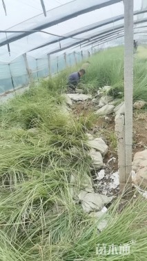 高度35厘米细叶芒