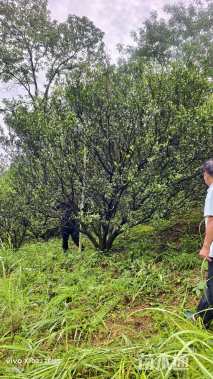 高度400厘米南丰蜜桔