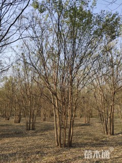 高度700厘米丛生国槐