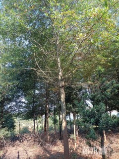 12公分柳栎
