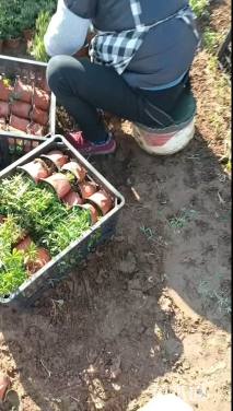 高度20厘米羽扇豆