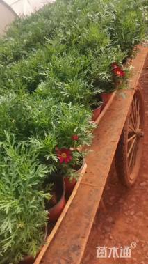 高度20厘米玛格丽特花