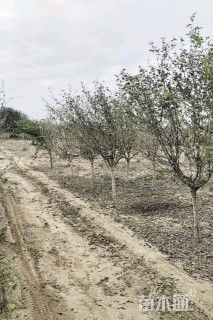 高度300厘米木槿