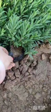 高度10厘米薰衣草