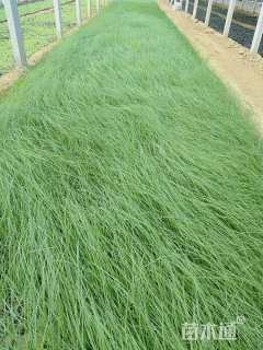 高度50厘米粉黛乱子草