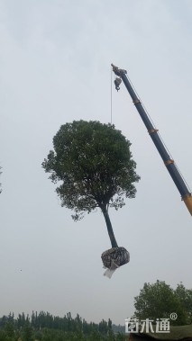 18公分大叶女贞