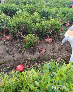 高度80厘米茶树