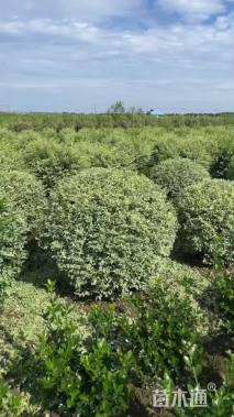 冠幅150厘米银姬小蜡球