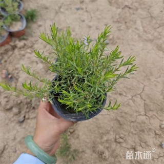 高度20厘米芝樱