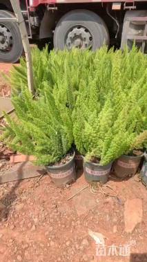 高度40厘米狐尾天门冬