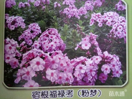 福禄考