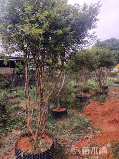 高度250厘米嘉宝果