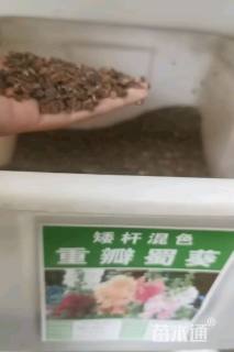 重瓣蜀葵种子蜀葵种子