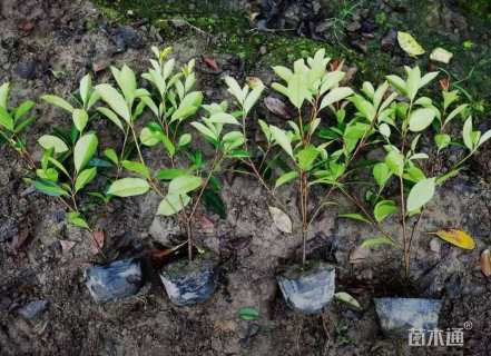 0.5公分红叶石楠