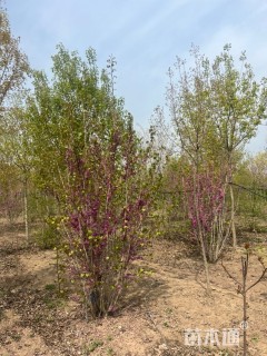 高度200厘米丁香